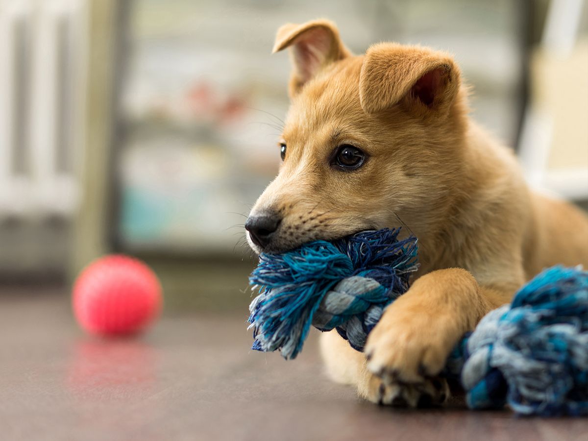 Giochi per cani