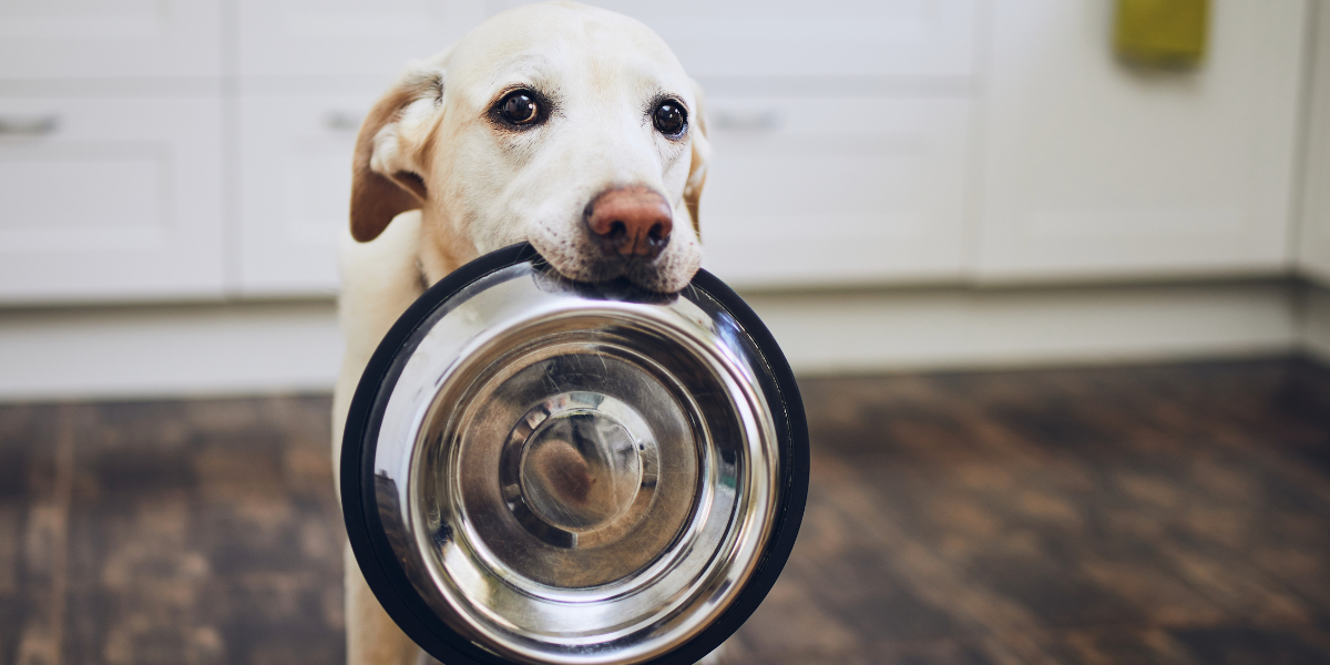 Ciotole e dispenser per cani