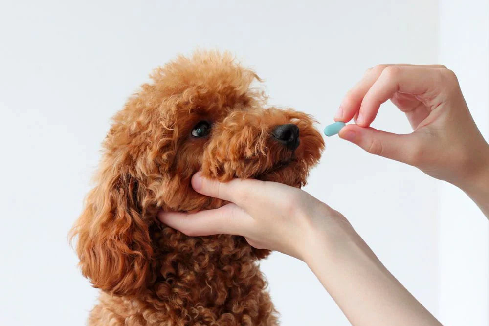 Complementi alimentari per cani