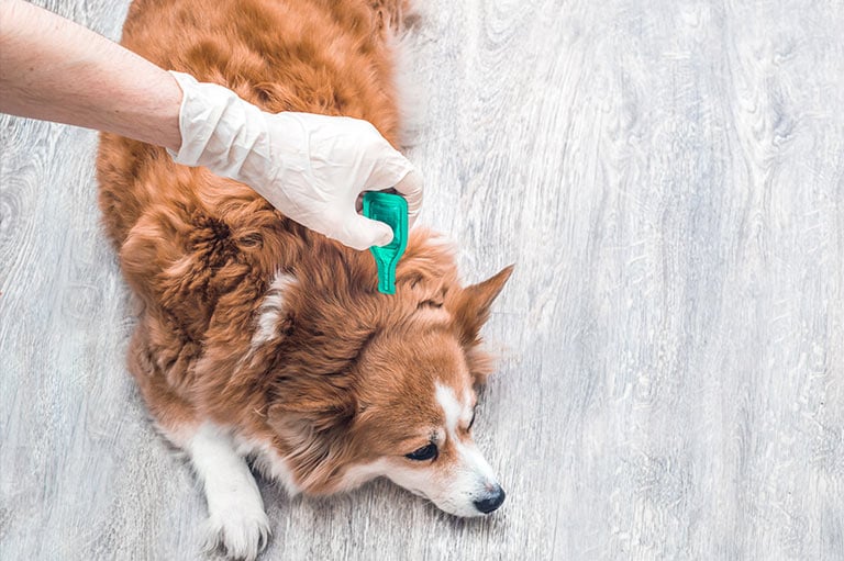 Antiparassitari per cani