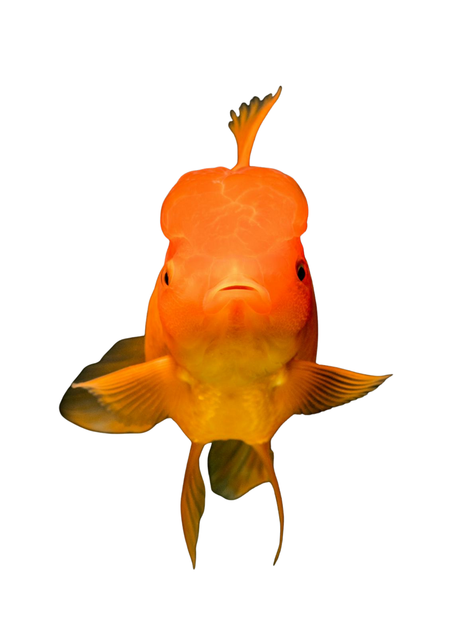Pesce