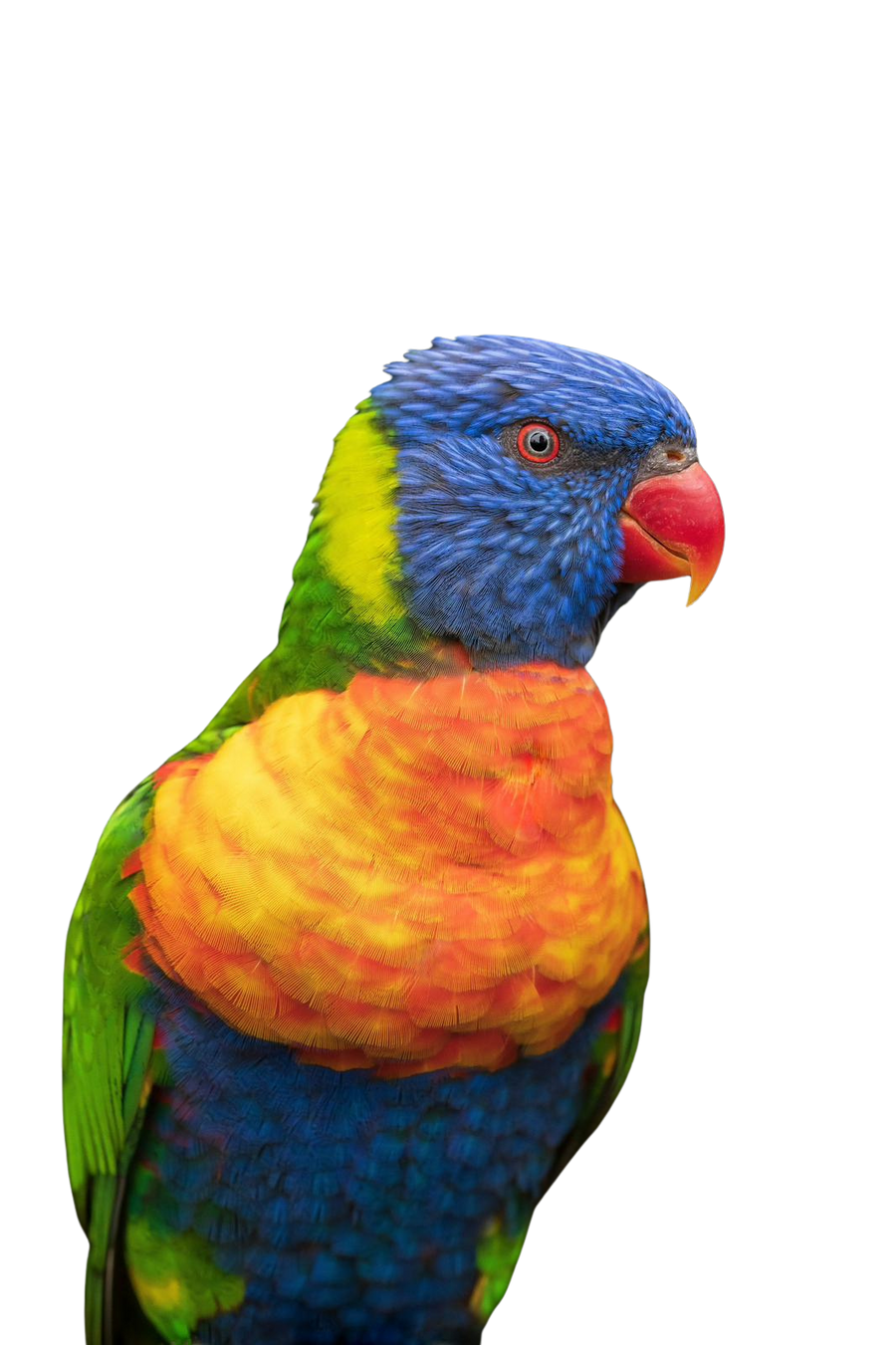 Uccello