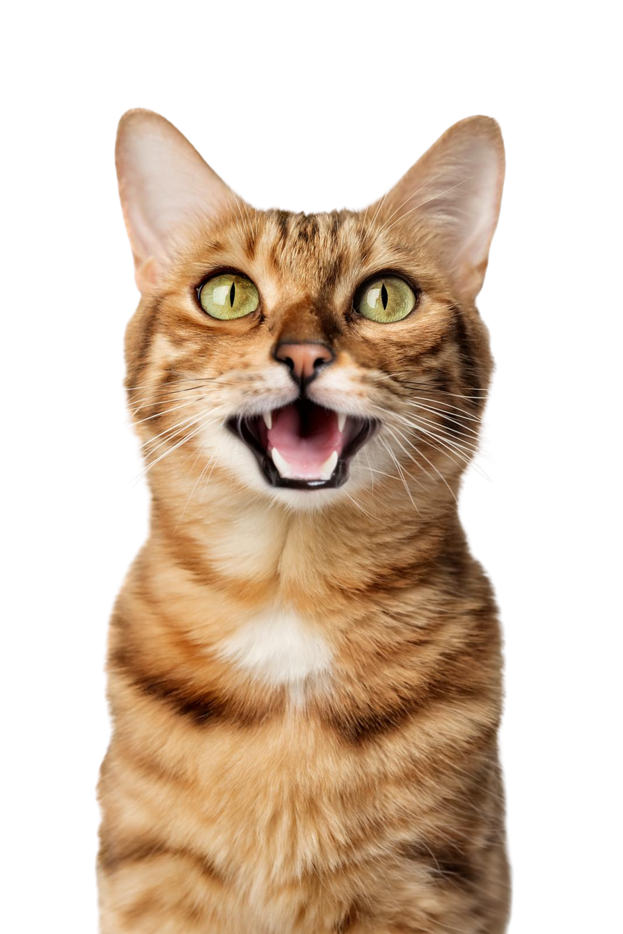Gatto