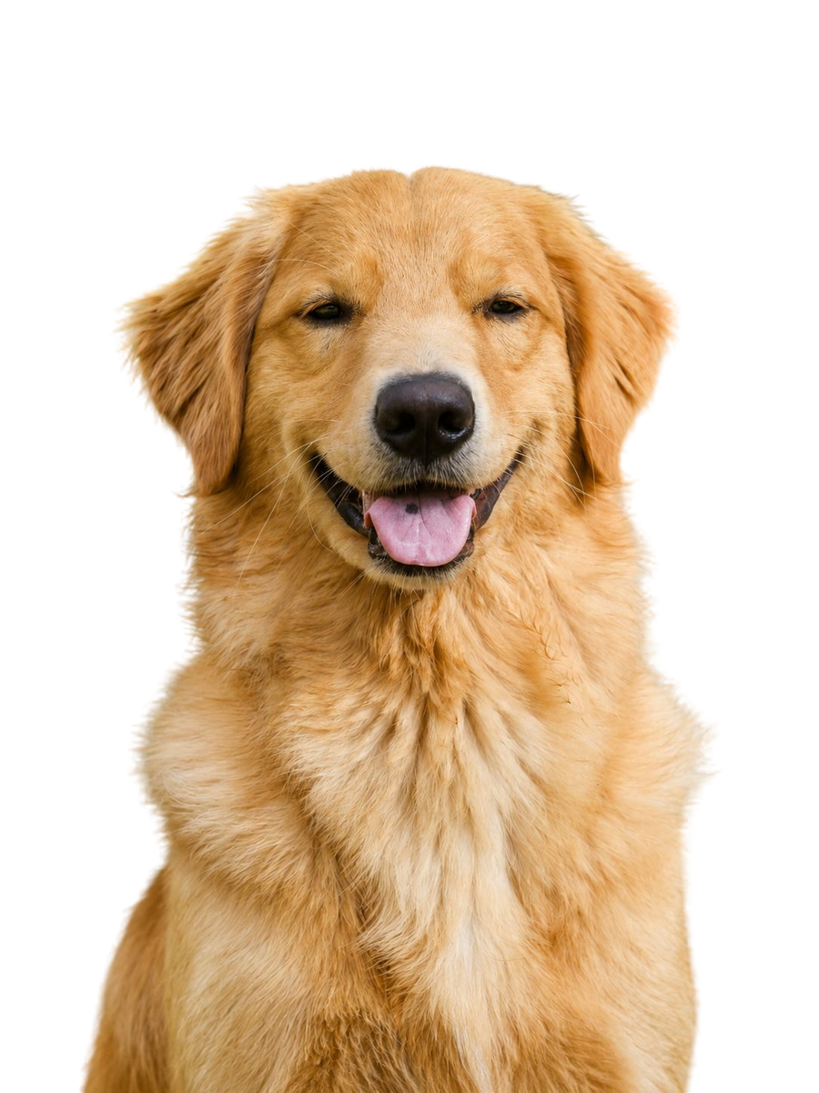 Cane
